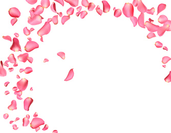 Fresh pink rose petals on white background