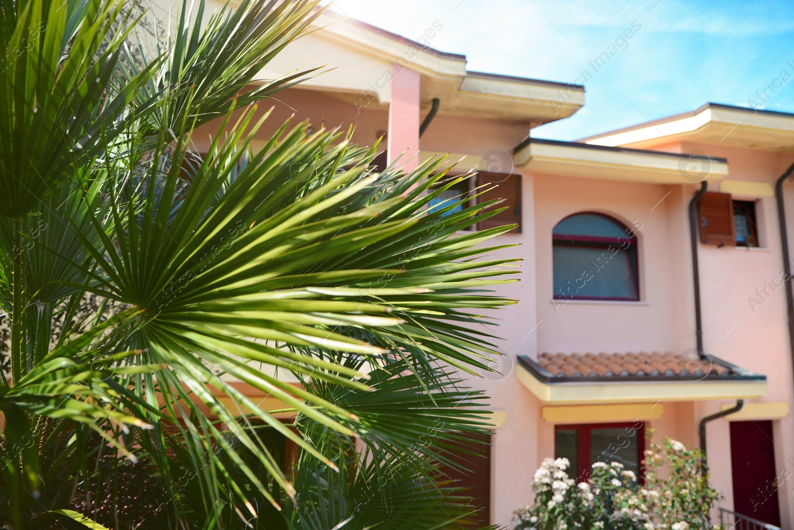 Photo of Beautiful tropical tree near building on sunny day, closeup. Space for text