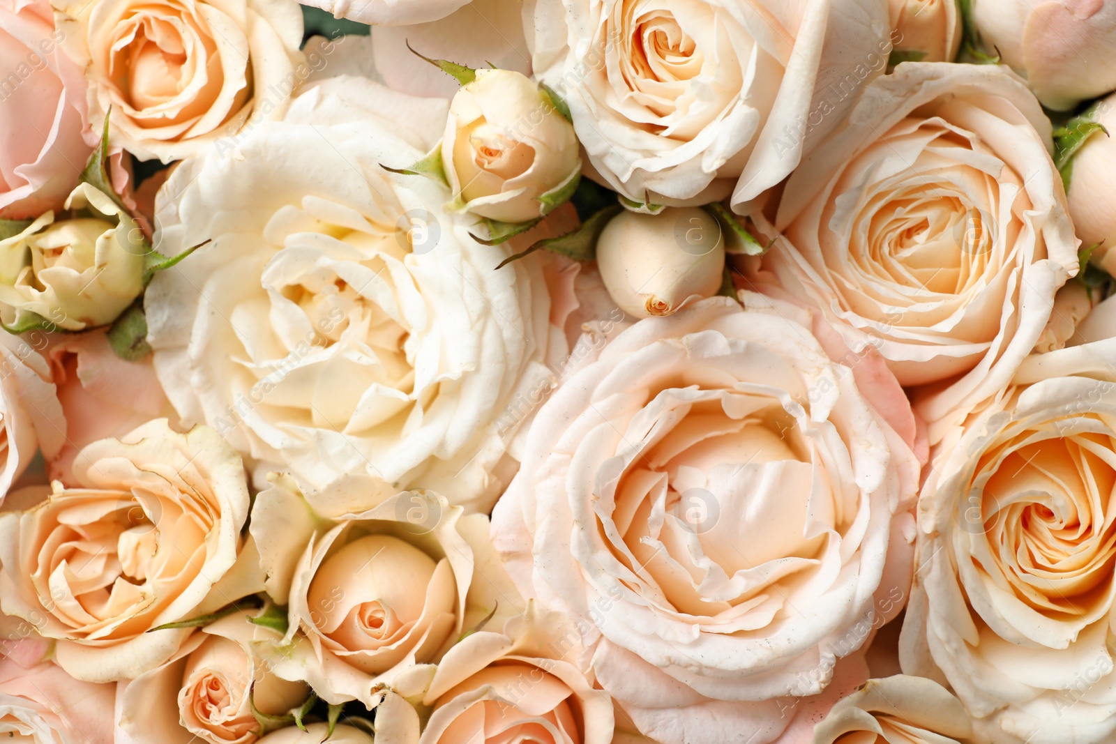 Photo of Many beautiful roses as background, top view