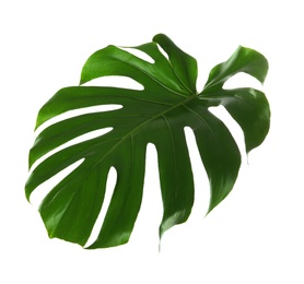 Fresh tropical monstera leaf on white background