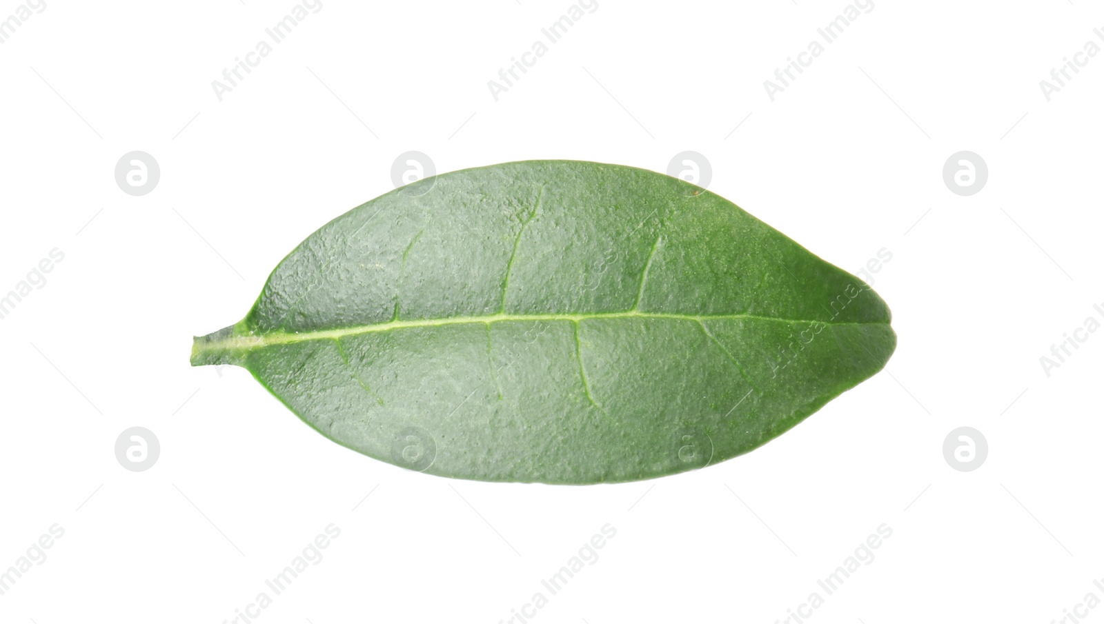 Photo of Fresh green citrus leaf on white background