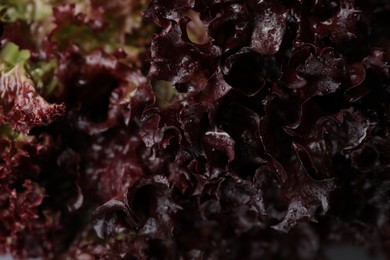 Fresh red coral lettuce as background, closeup