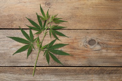 Photo of Branch with fresh green hemp leaves on wooden table, top view. Space for text