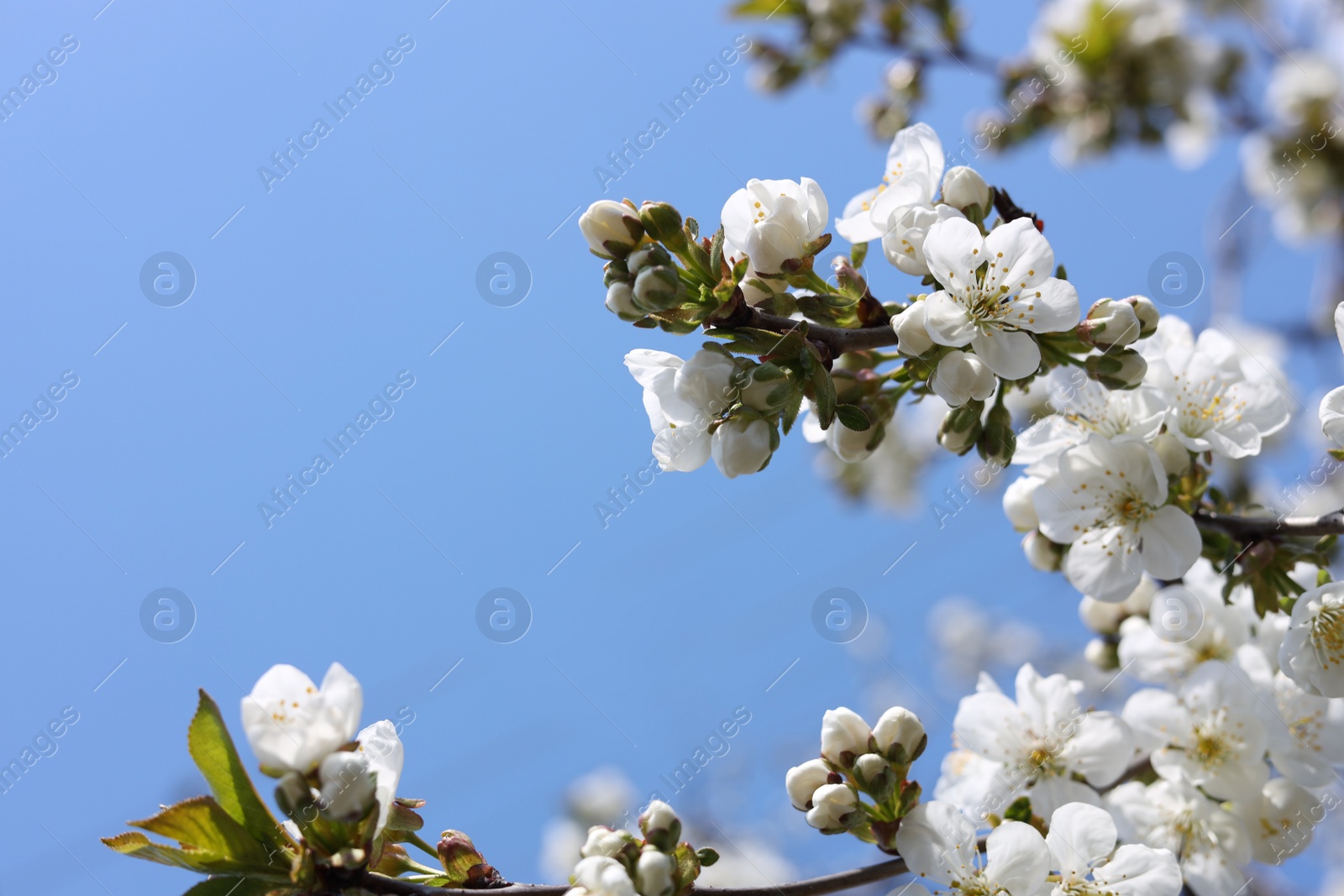 Photo of Closeup view of beautiful blossoming plum outdoors on sunny spring day. Space for text