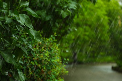 View of heavy pouring rain in green park