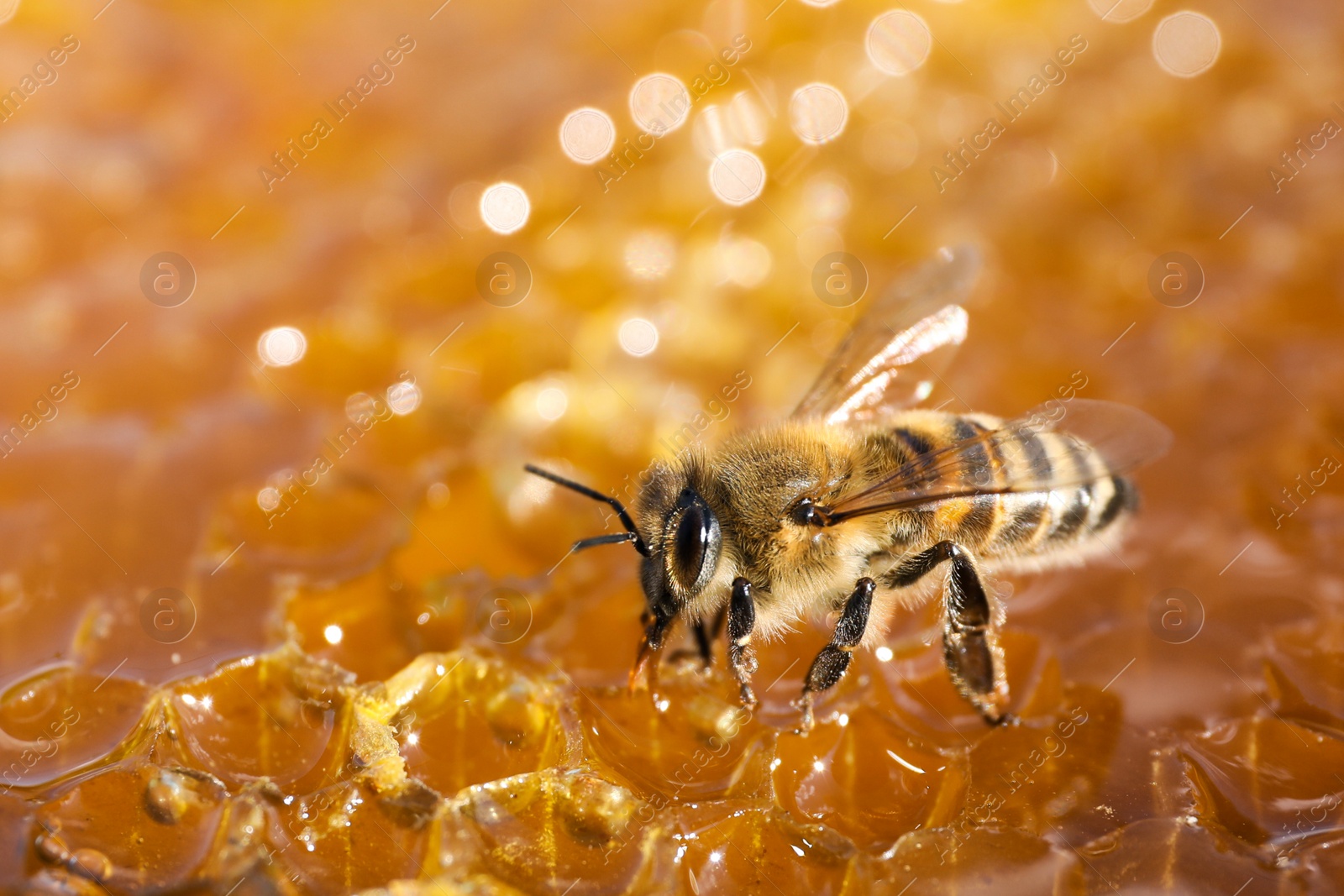 Photo of Closeup view of fresh honeycomb with bee