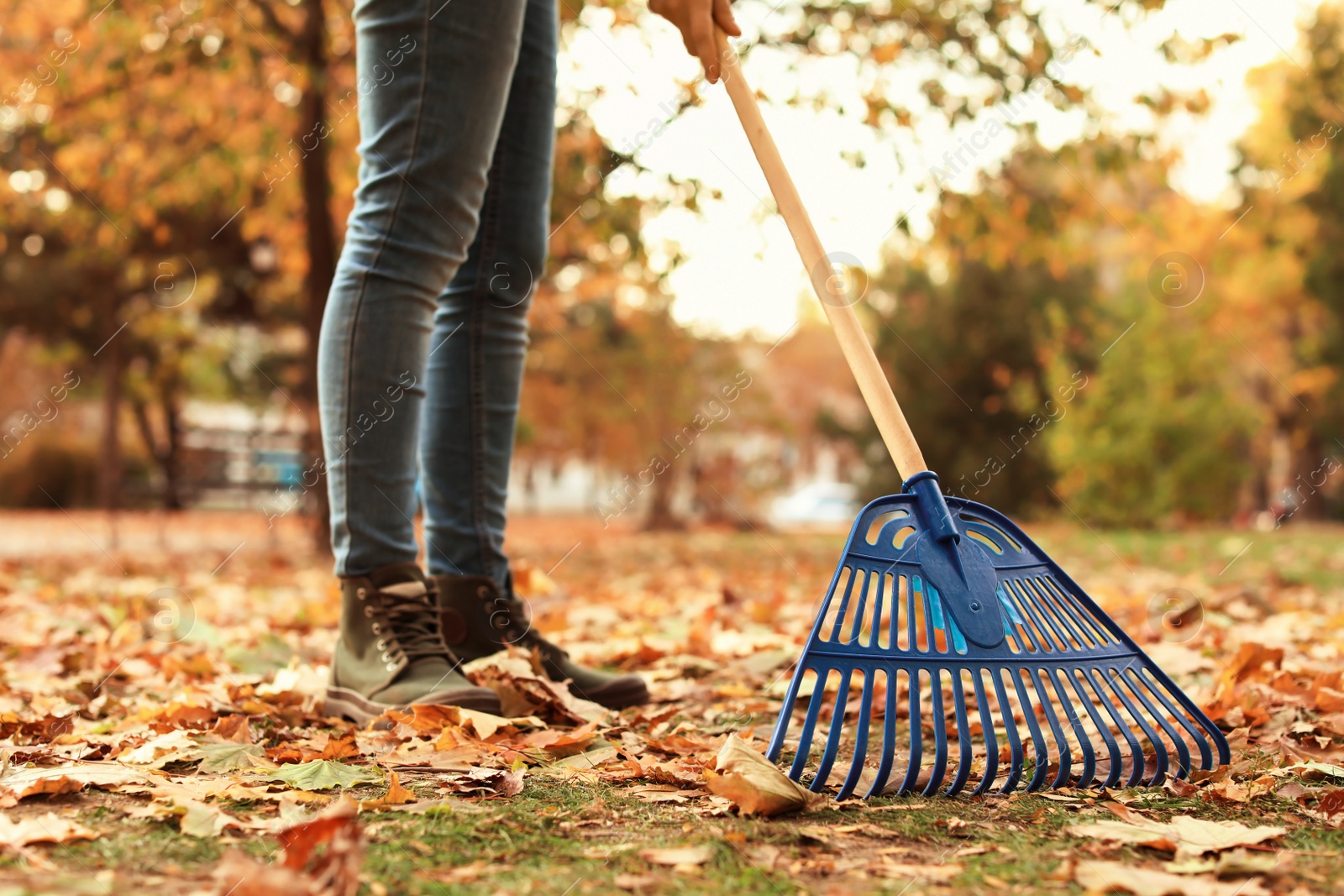 Photo of Woman cleaning up fallen leaves with rake, outdoors. Autumn work