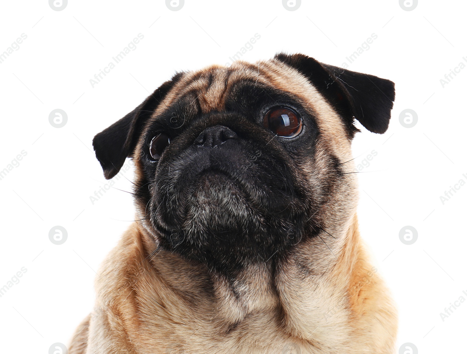 Photo of Happy cute pug dog isolated on white