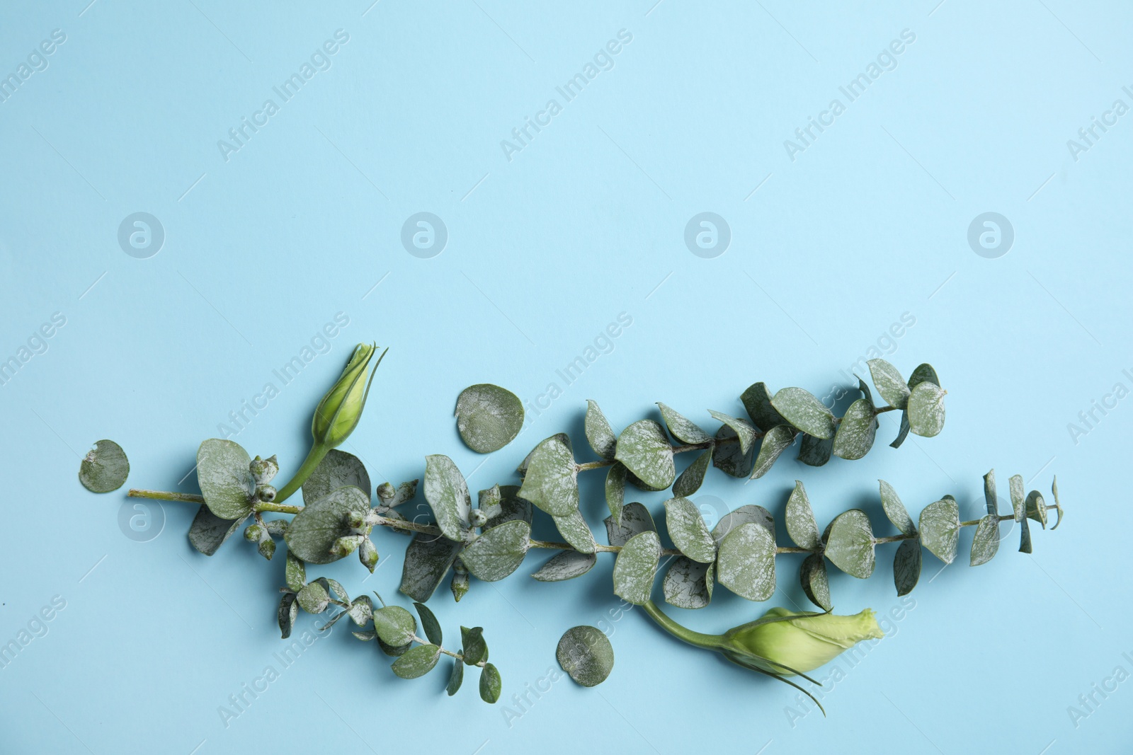 Photo of Eucalyptus branches with fresh green leaves and flowers on color background. Flat lay composition with space for design