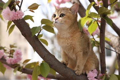 Photo of Cute cat on blossoming spring tree outdoors