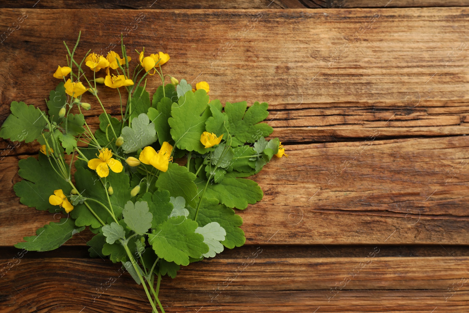 Photo of Celandine with yellow flowers and green leaves on wooden table, flat lay. Space for text