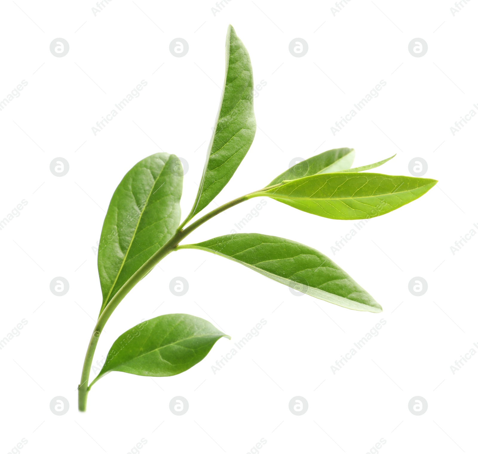 Photo of Branch with green leaves on white background