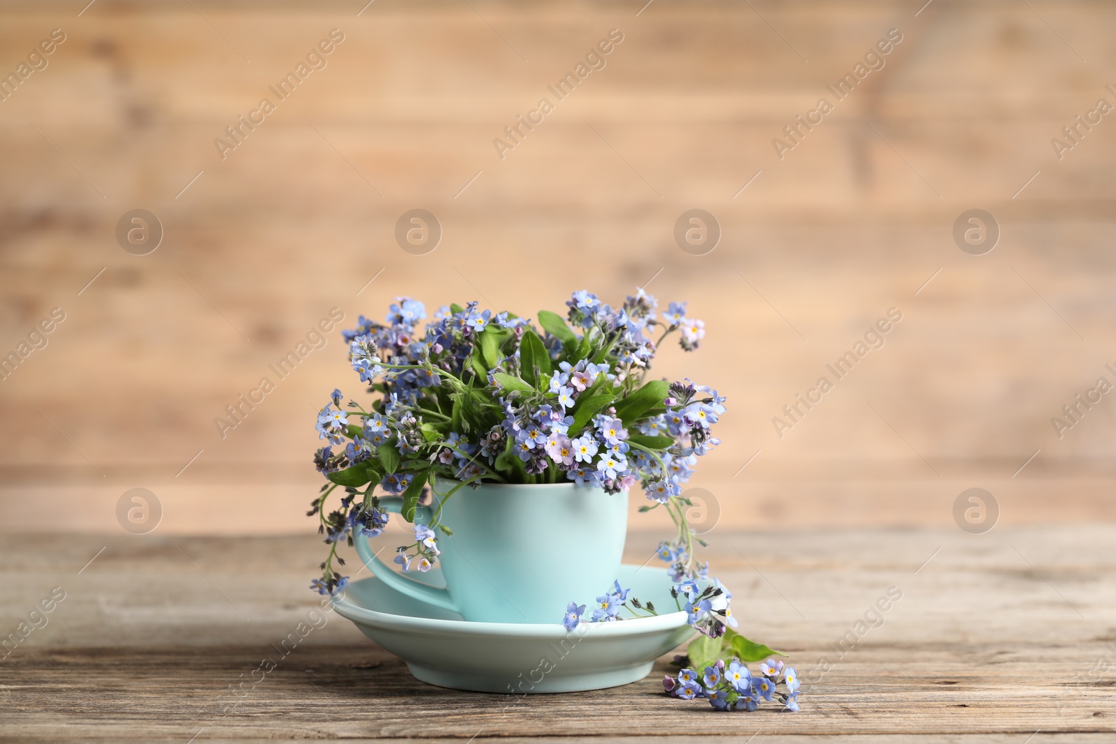 Photo of Beautiful forget-me-not flowers in cup and saucer on wooden table, closeup