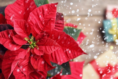 Traditional Christmas poinsettia flower on table, top view. Snowfall effect