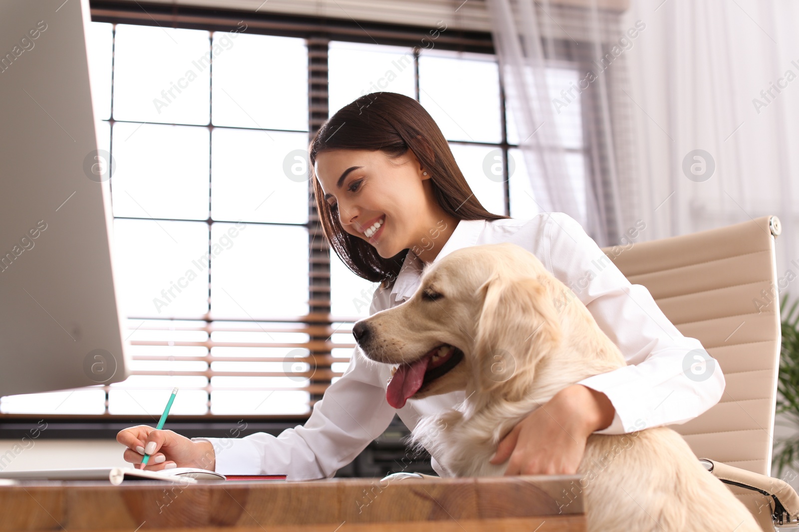 Photo of Young woman working at home office and stroking her Golden Retriever dog