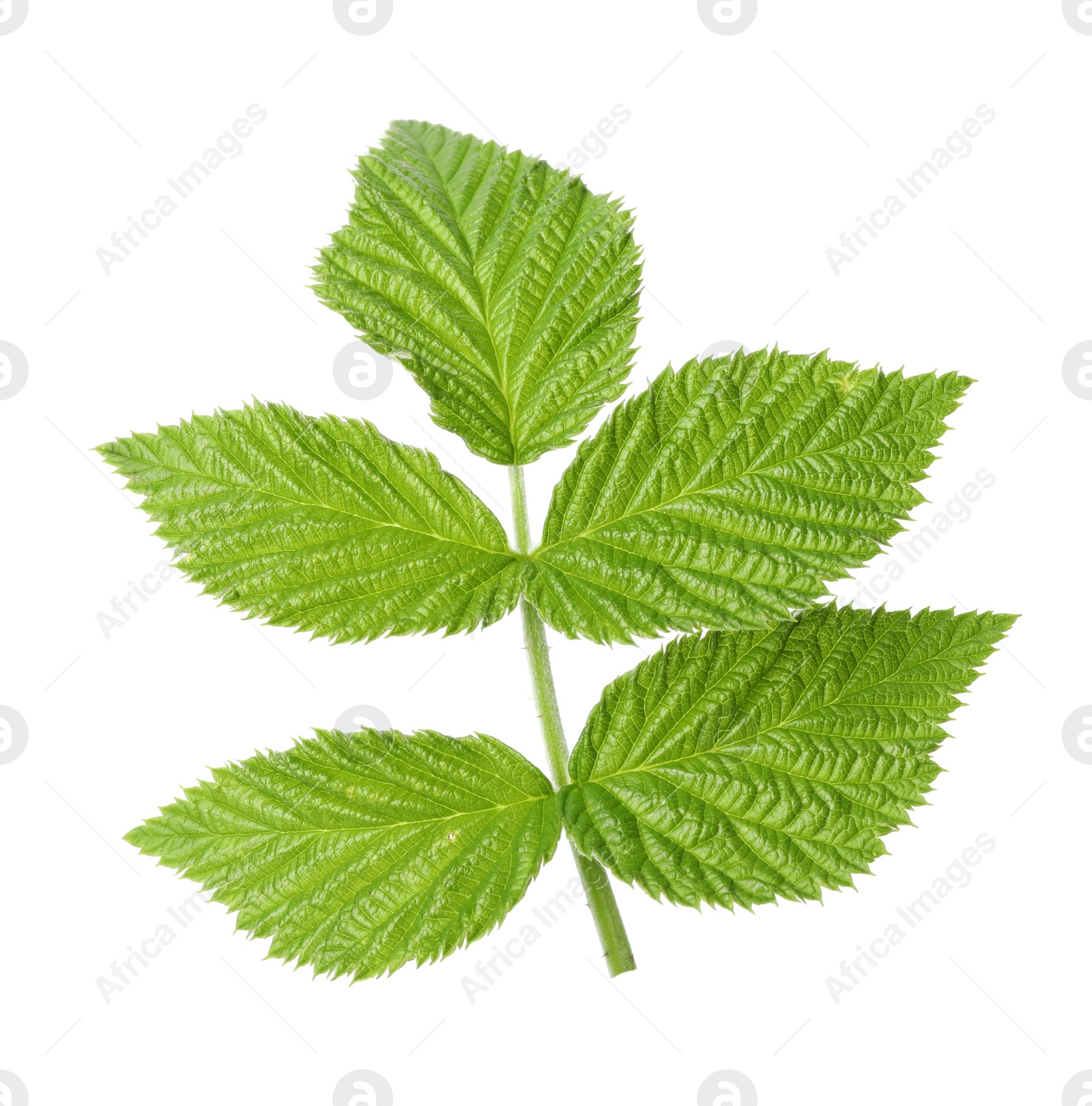 Photo of Fresh green raspberry leaves on white background