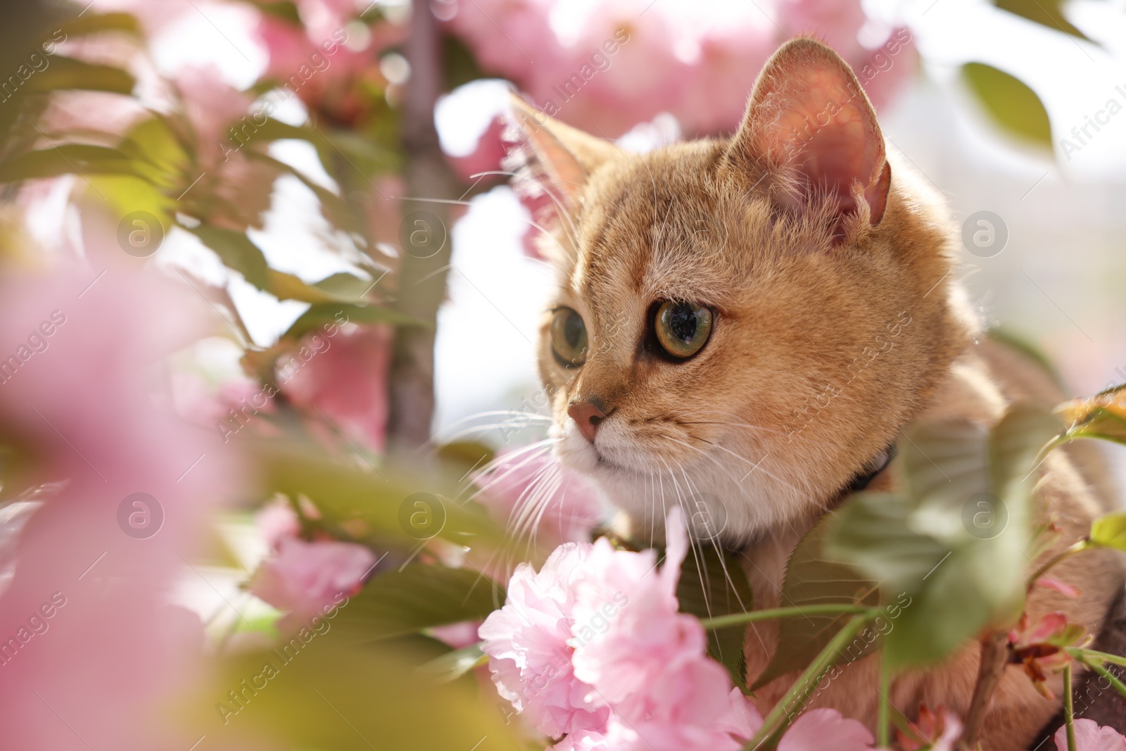 Photo of Cute cat among blossoming spring tree branches outdoors