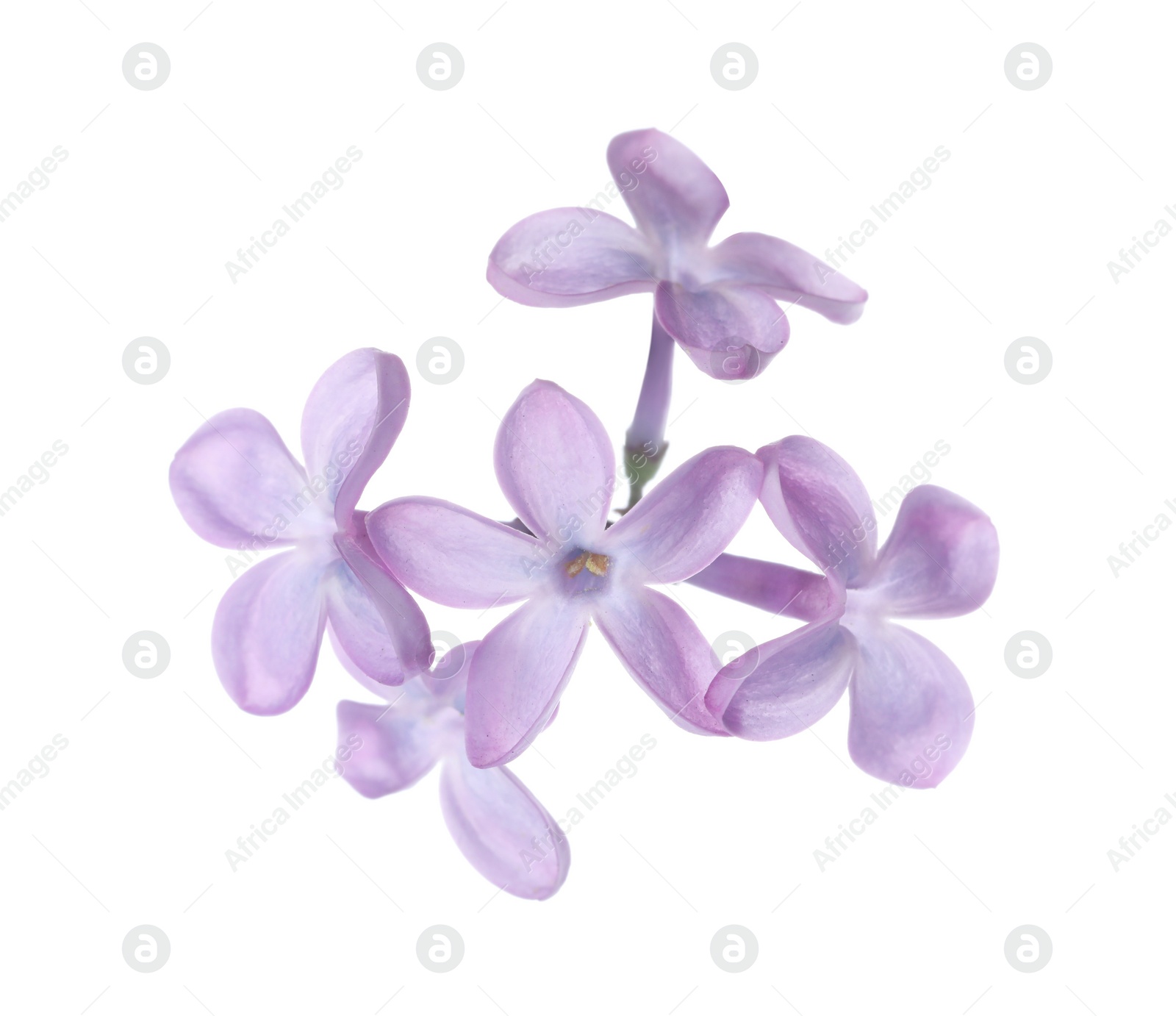 Photo of Beautiful violet lilac blossom isolated on white