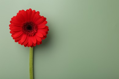 Photo of Beautiful red gerbera flower on pale green background, top view. Space for text