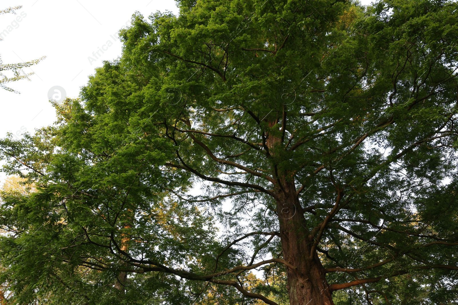 Photo of Beautiful tree with green leaves growing outdoors, low angle view