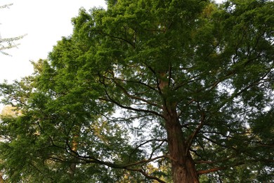 Beautiful tree with green leaves growing outdoors, low angle view