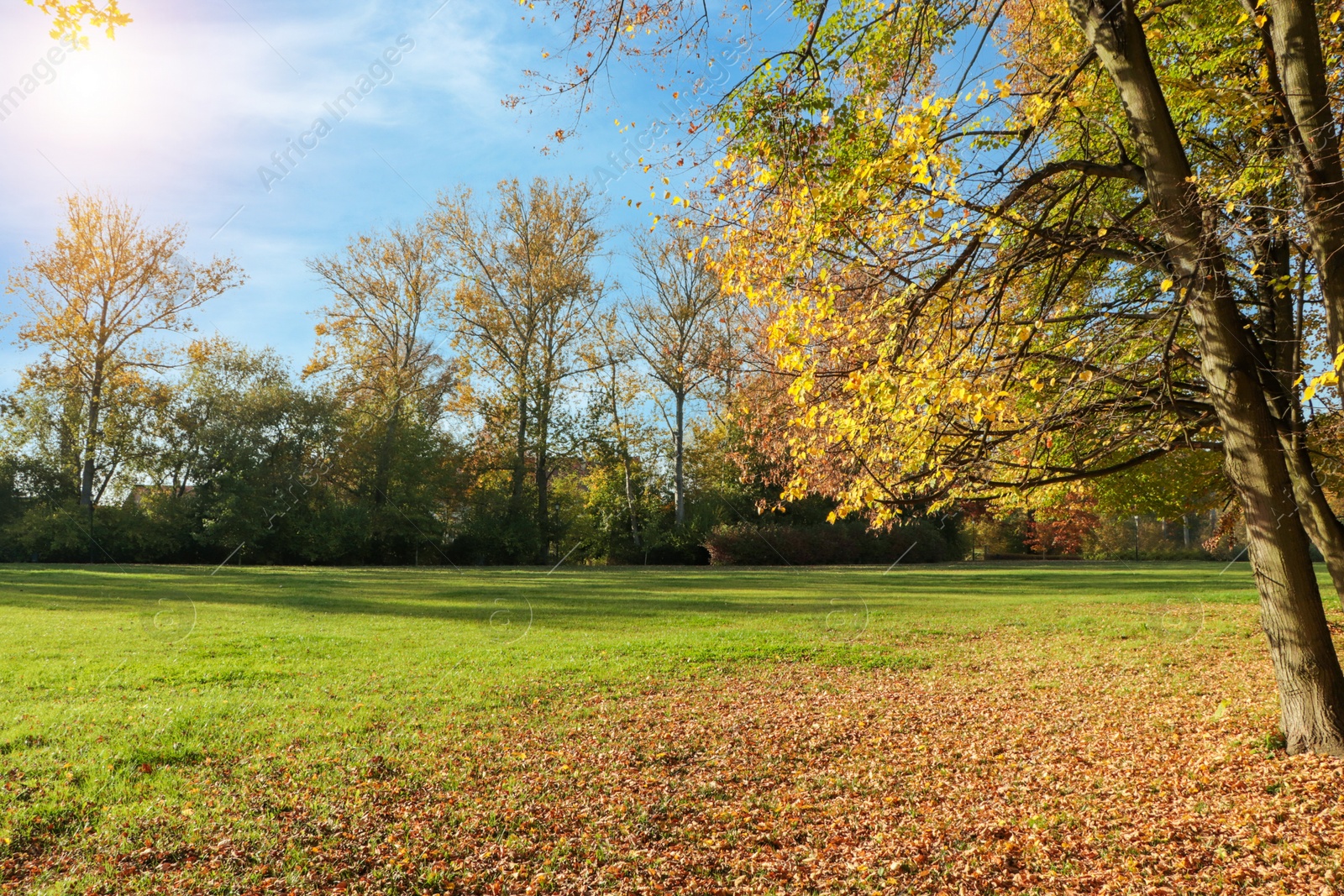 Photo of Picturesque view of park with beautiful trees. Autumn season