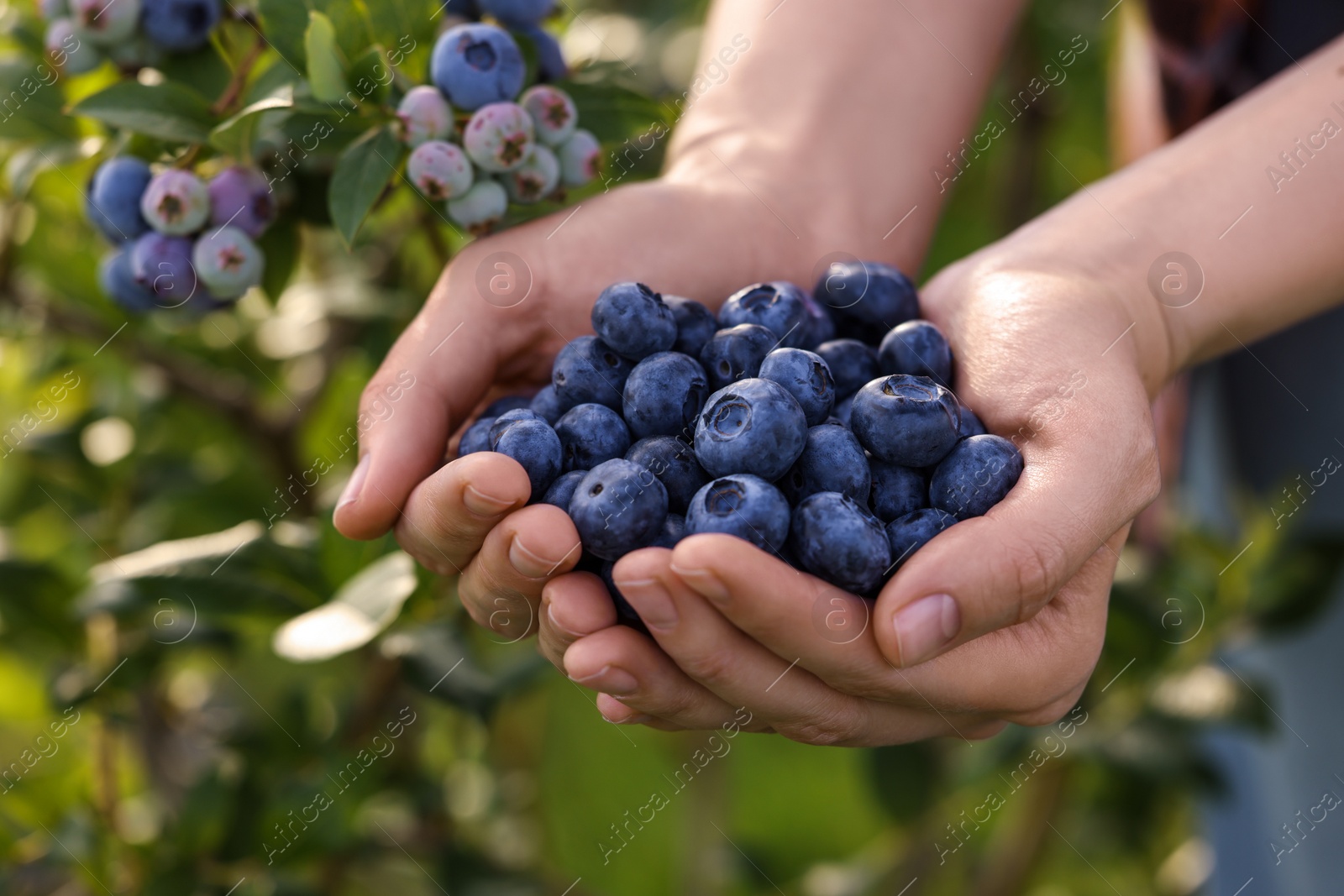 Photo of Woman holding heap of wild blueberries outdoors, closeup. Seasonal berries