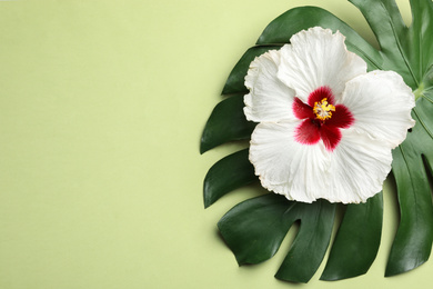 Beautiful tropical hibiscus flower and monstera leaf on light green background, flat lay. Space for text