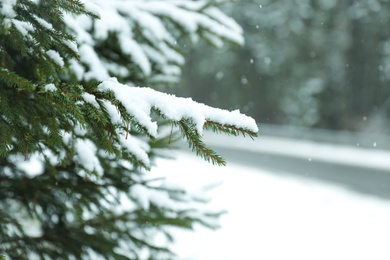 Closeup view of fir tree covered with snow outdoors on winter day. Space for text