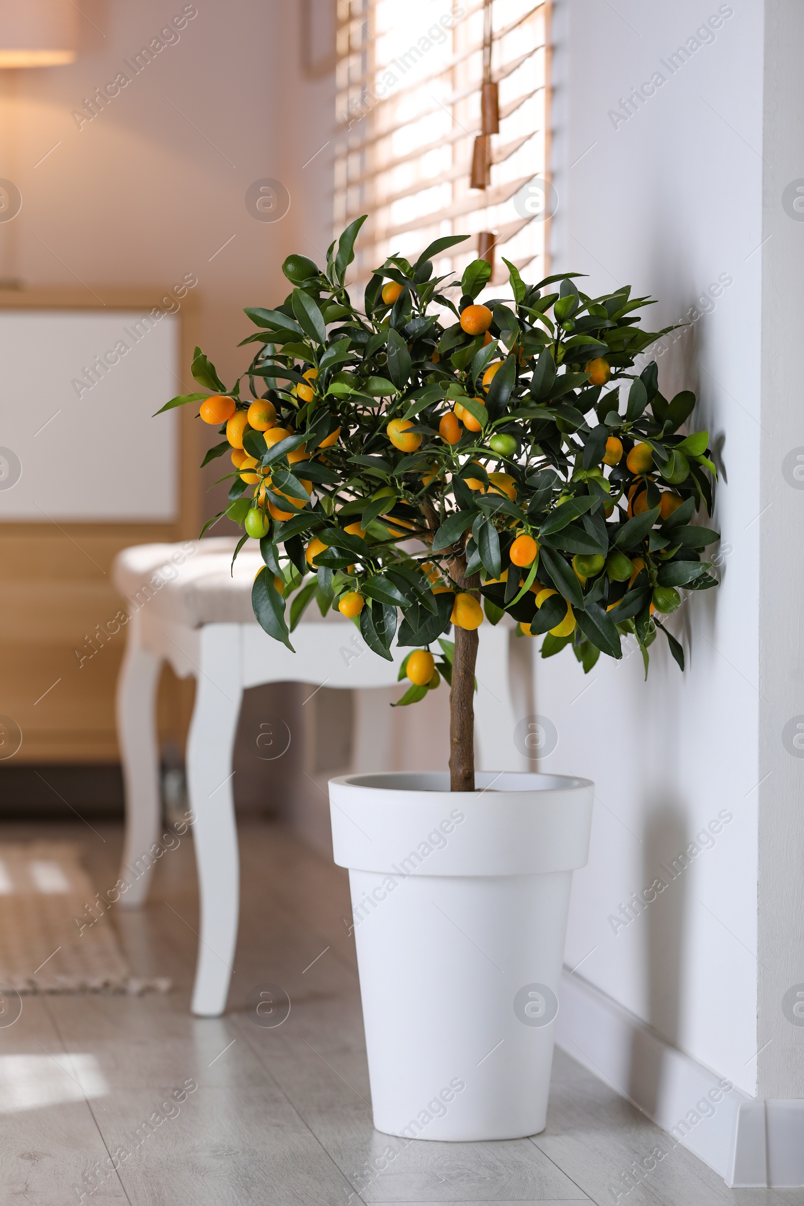 Photo of Potted kumquat tree with ripening fruits indoors. Interior design