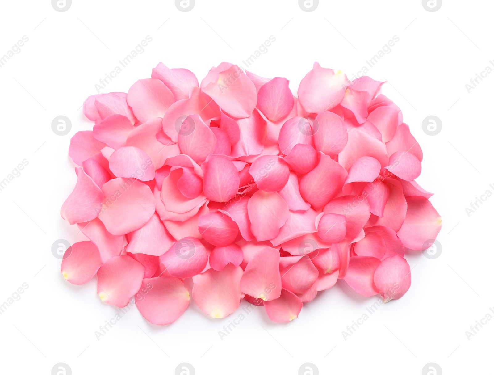 Photo of Pile of fresh pink rose petals on white background