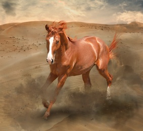 Beautiful horse kicking up dust while running through desert