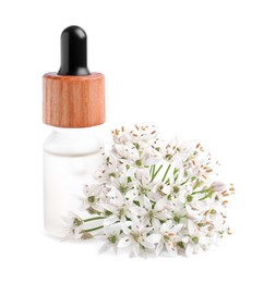Photo of Bottle of essential oil and garlic chives flowers on white background