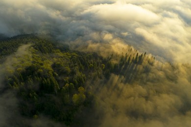 Aerial view of beautiful forest with conifer trees on foggy morning