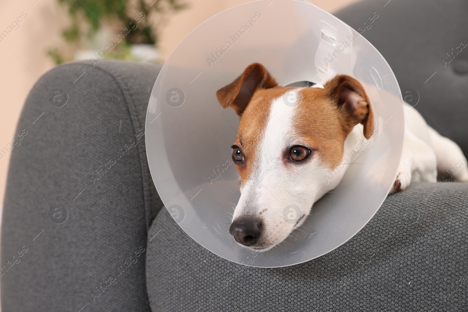 Photo of Cute Jack Russell Terrier dog wearing medical plastic collar on sofa indoors