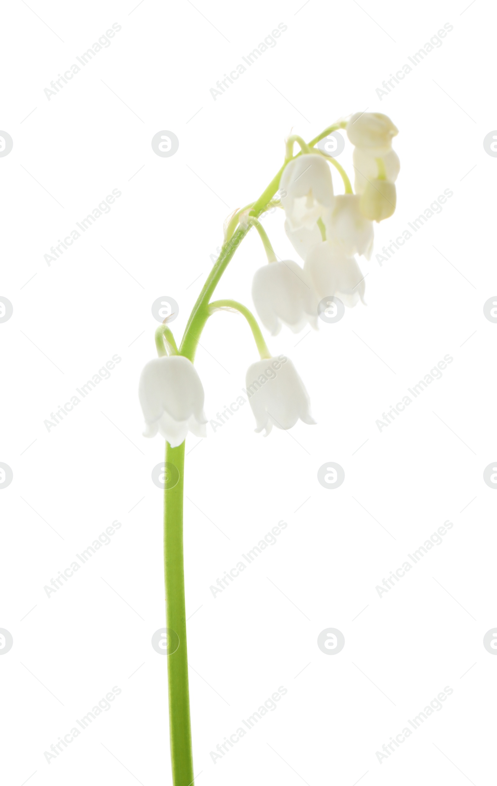 Photo of Beautiful lily of the valley isolated on white