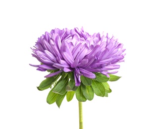 Beautiful violet aster flower on white background