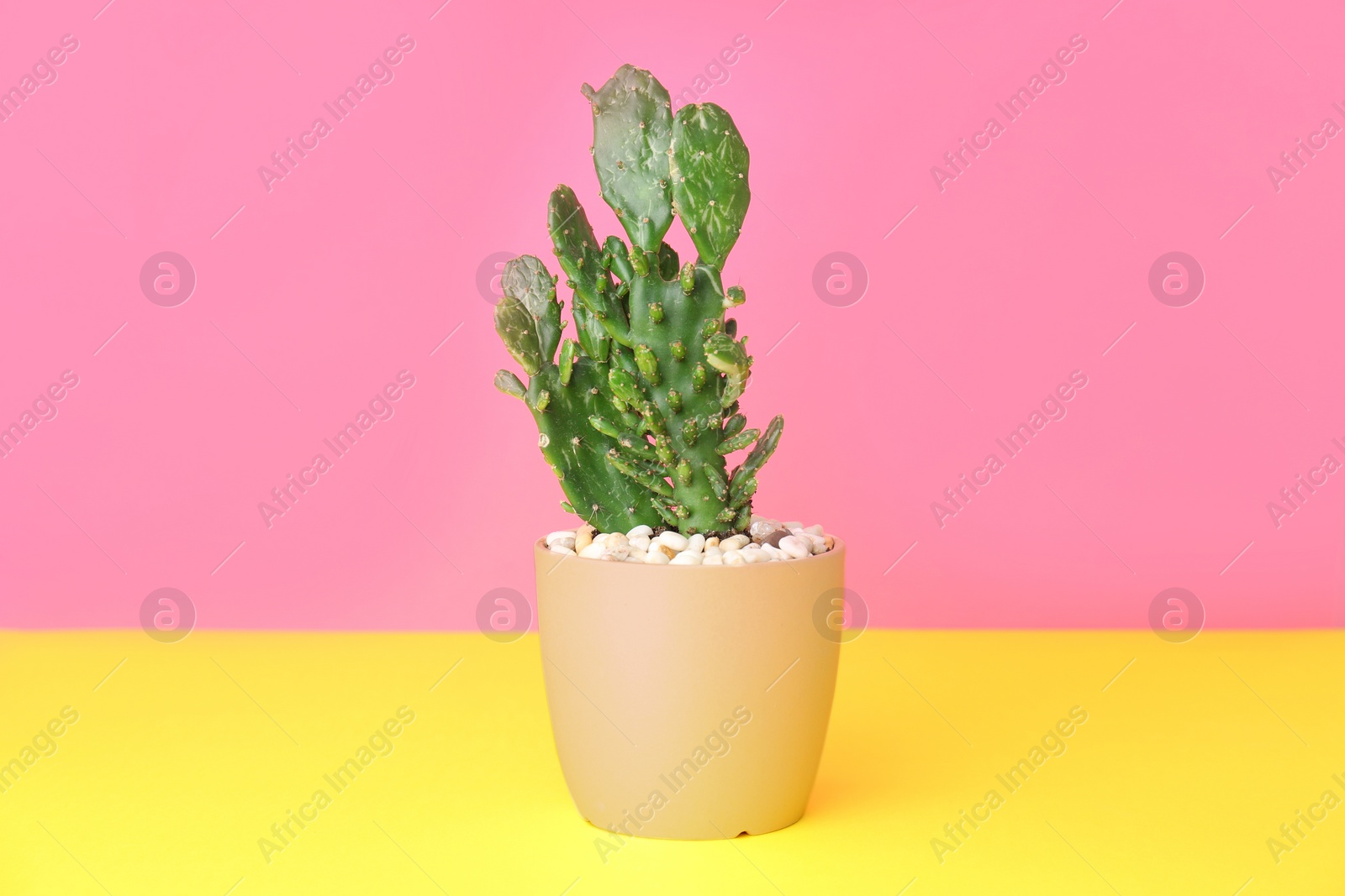 Photo of Beautiful cactus on table against color background