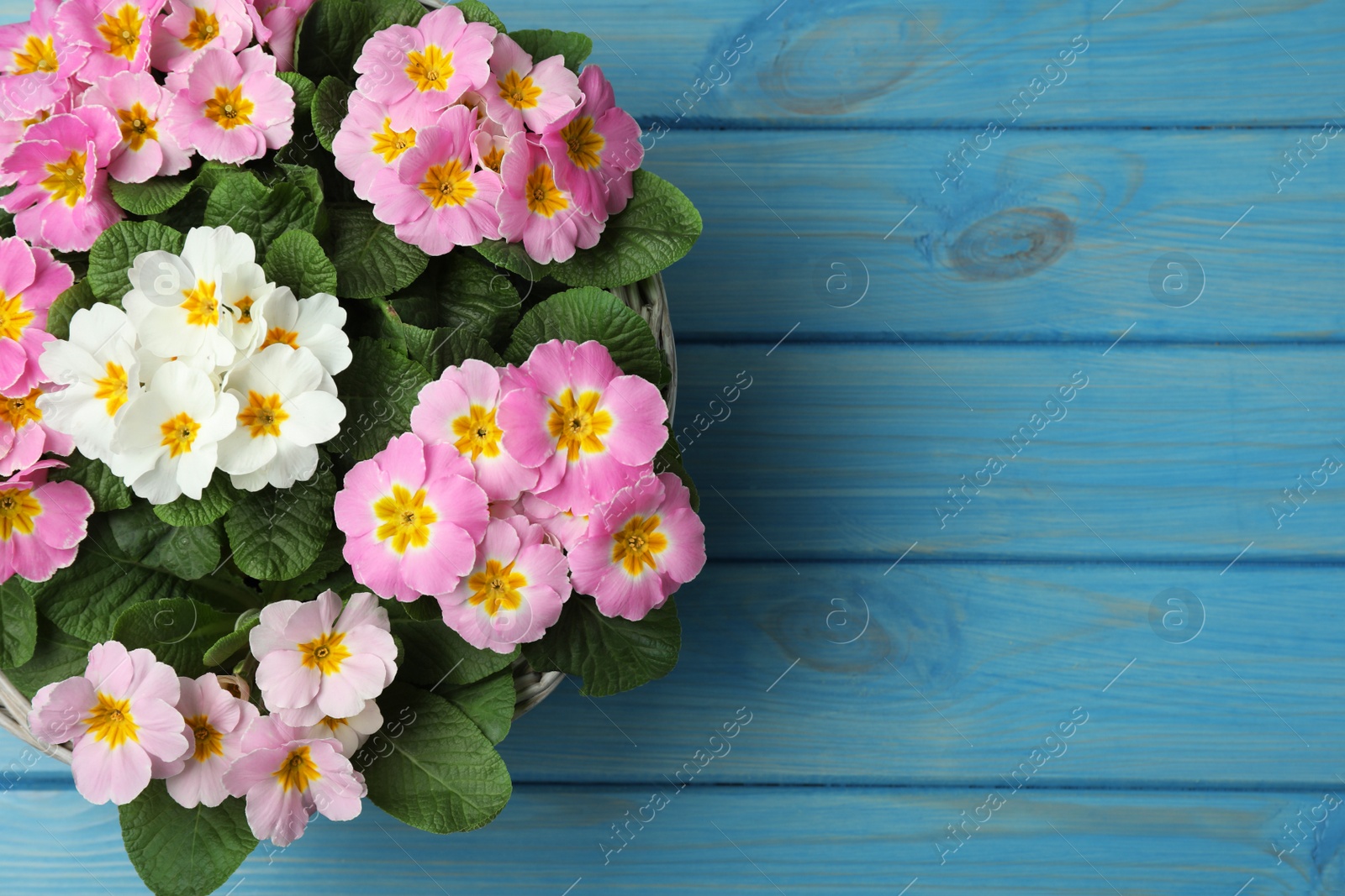 Photo of Beautiful primula (primrose) flowers in wicker basket on light blue wooden table, top view with space for text. Spring blossom