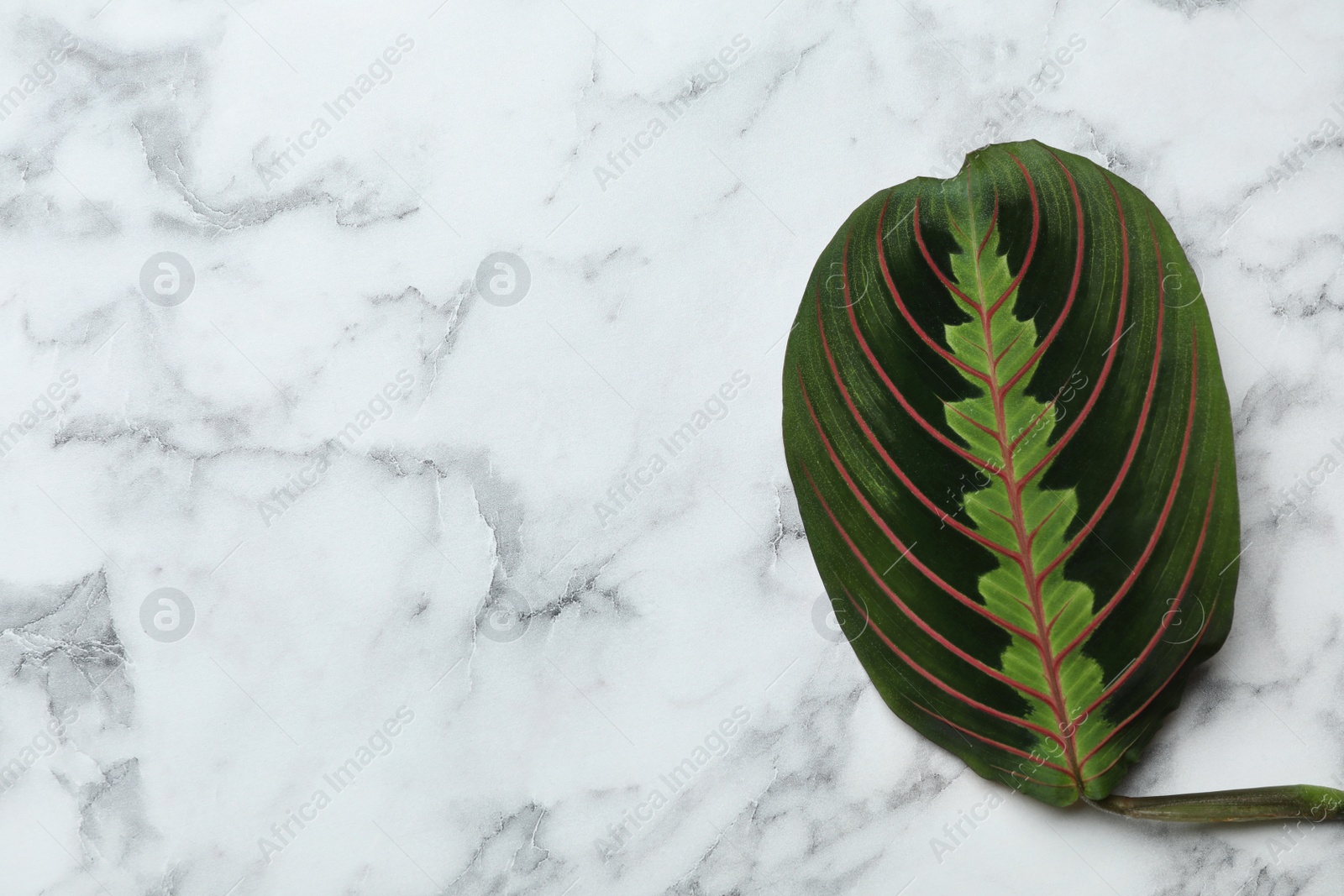 Photo of Leaf of tropical maranta plant on marble background, top view with space for text