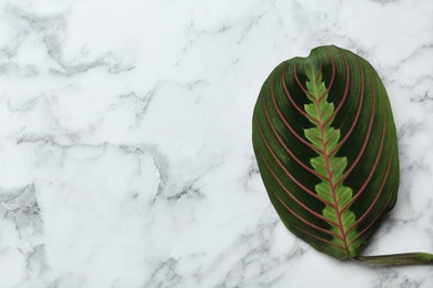 Photo of Leaf of tropical maranta plant on marble background, top view with space for text