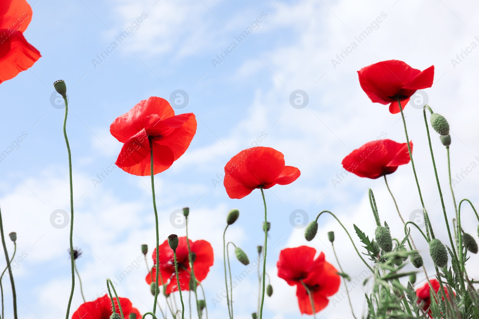 Photo of Beautiful red poppy flowers against blue sky with clouds, closeup