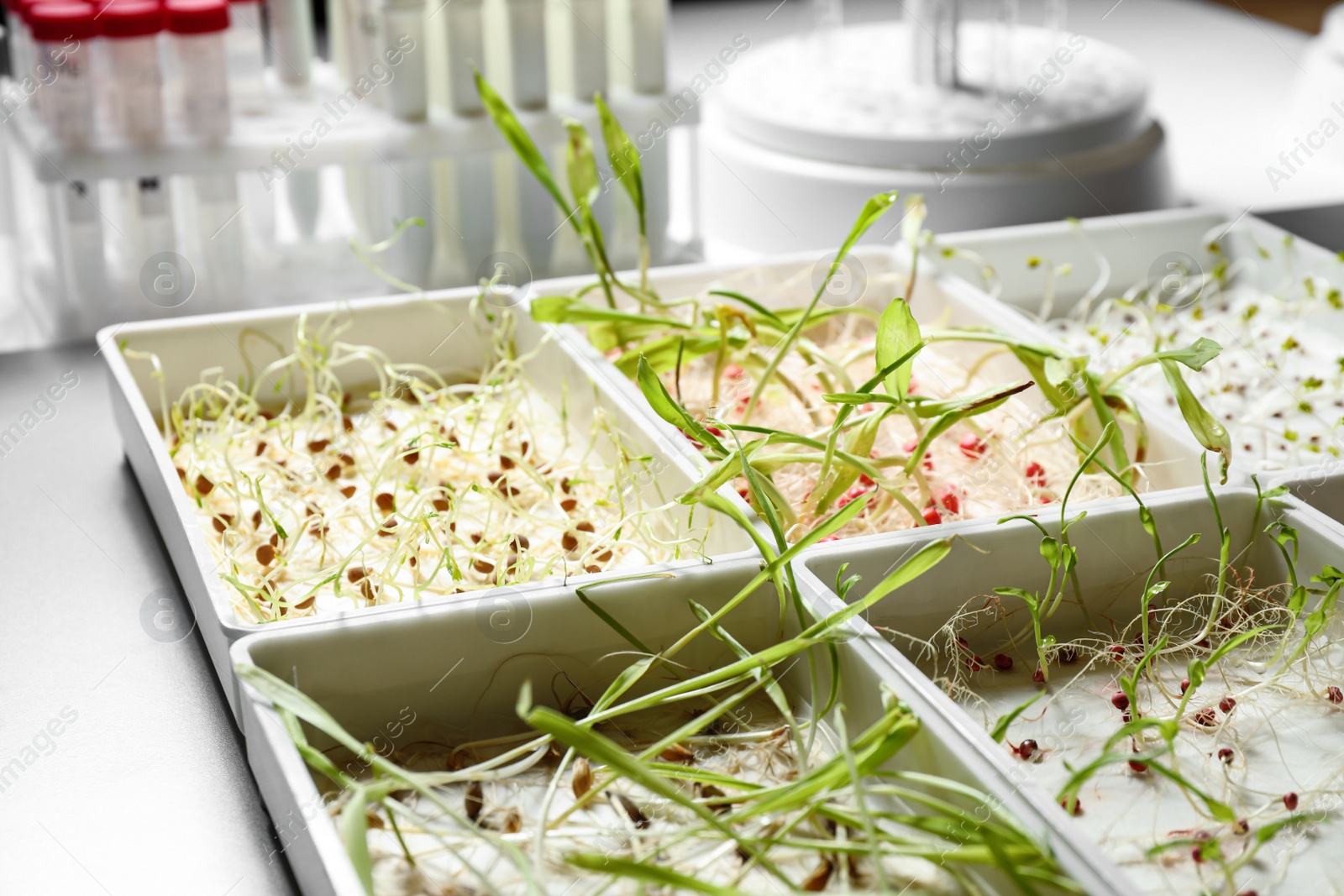 Photo of Containers with sprouted seeds in laboratory. Disease analysis