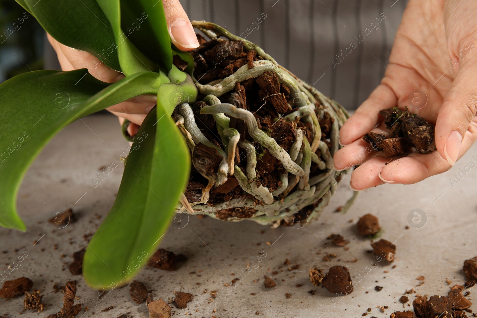 Photo of Woman transplanting orchid plant on table, closeup