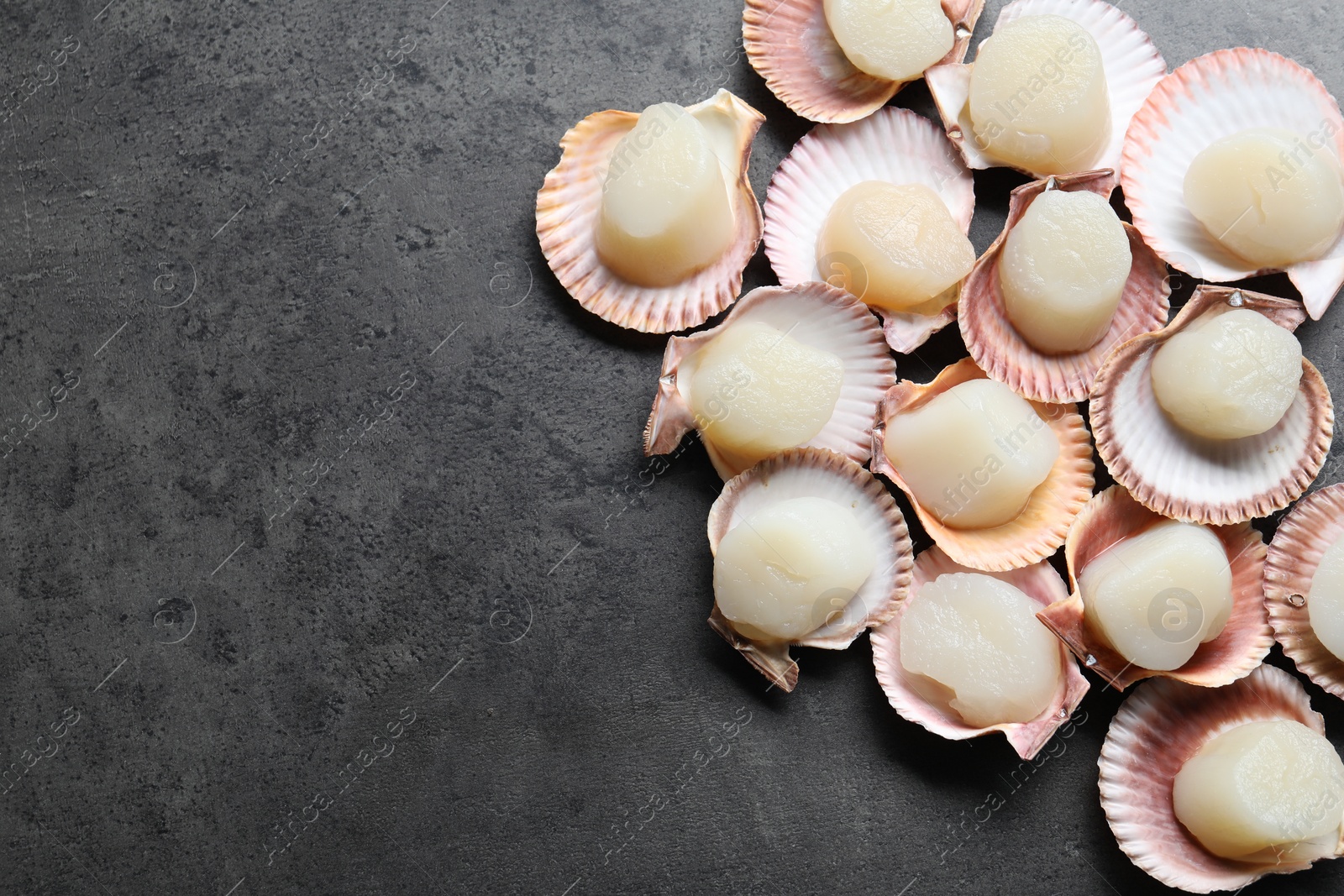 Photo of Many fresh raw scallops in shells on grey table, flat lay. Space for text