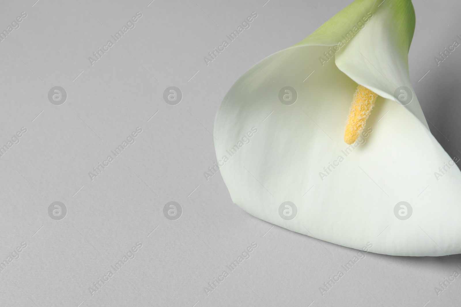 Photo of Beautiful calla lily flower on white background, closeup. Space for text