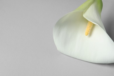 Beautiful calla lily flower on white background, closeup. Space for text