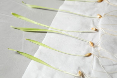 Photo of Paper napkin with young seedlings on grey table. Laboratory research