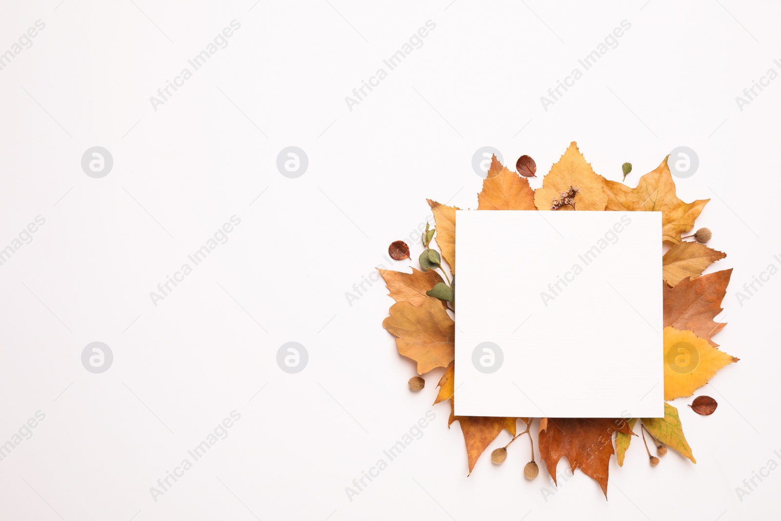 Photo of Flat lay composition with autumn leaves and blank card on white background, space for text