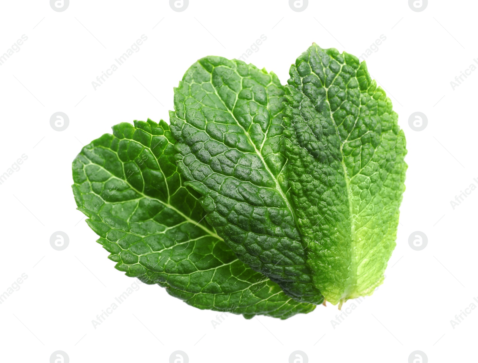 Photo of Green leaves of fresh aromatic mint isolated on white